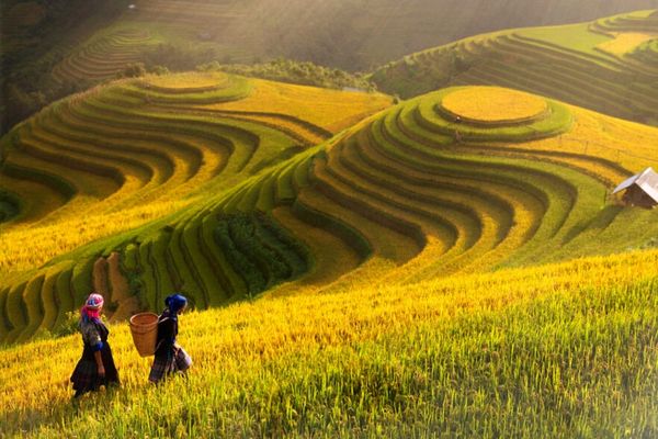 Mu Cang Chai