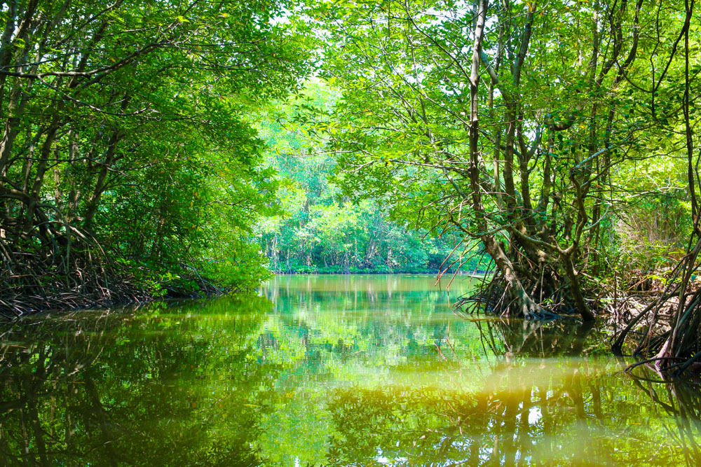 Can Gio Mangroves Forest