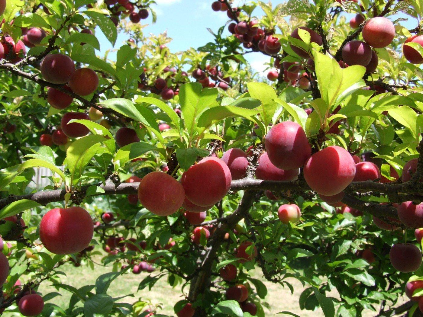 Moc chau plum garden