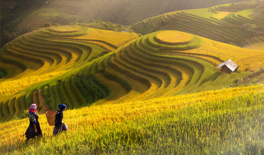 mu cang chai