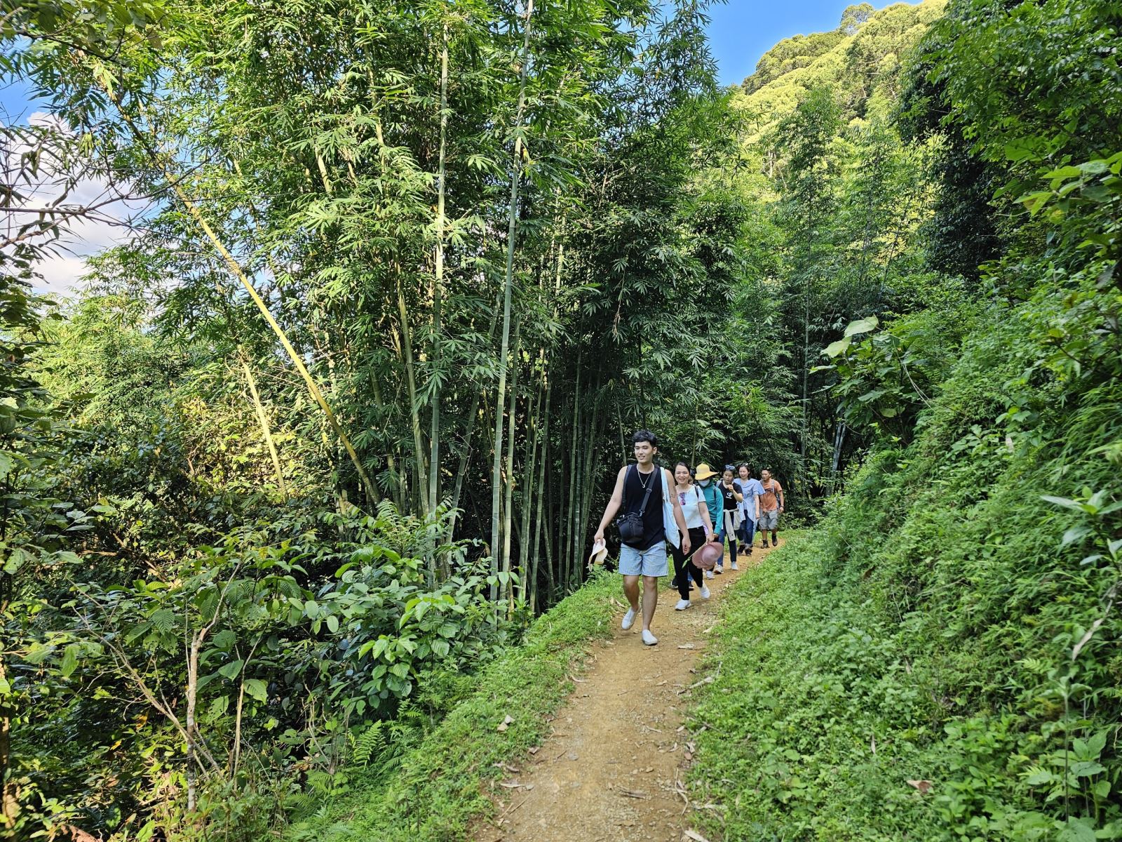 a walk in pubin forest
